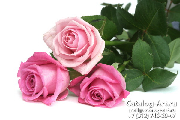 Pink roses 12